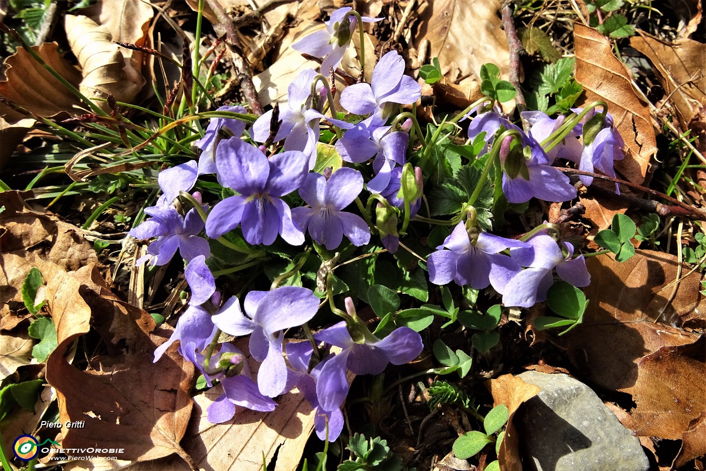 43 Viola del pensiero (Viola tricolor).JPG